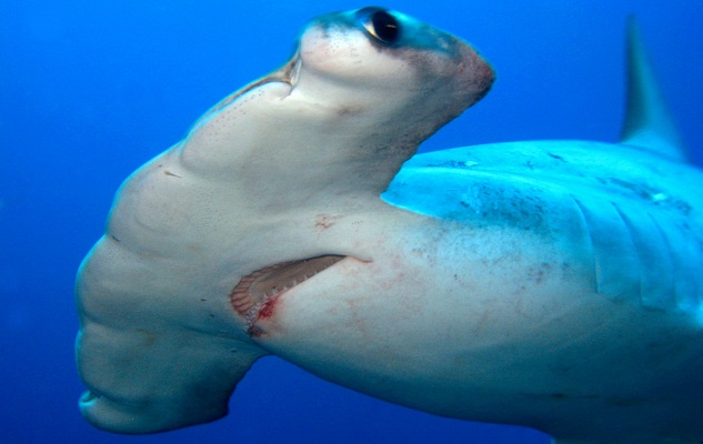 Hammerhead on Marsa Shagra House Reef